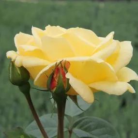 Arthur Bell Floribunda Rose (Rosa Arthur Bell) 3